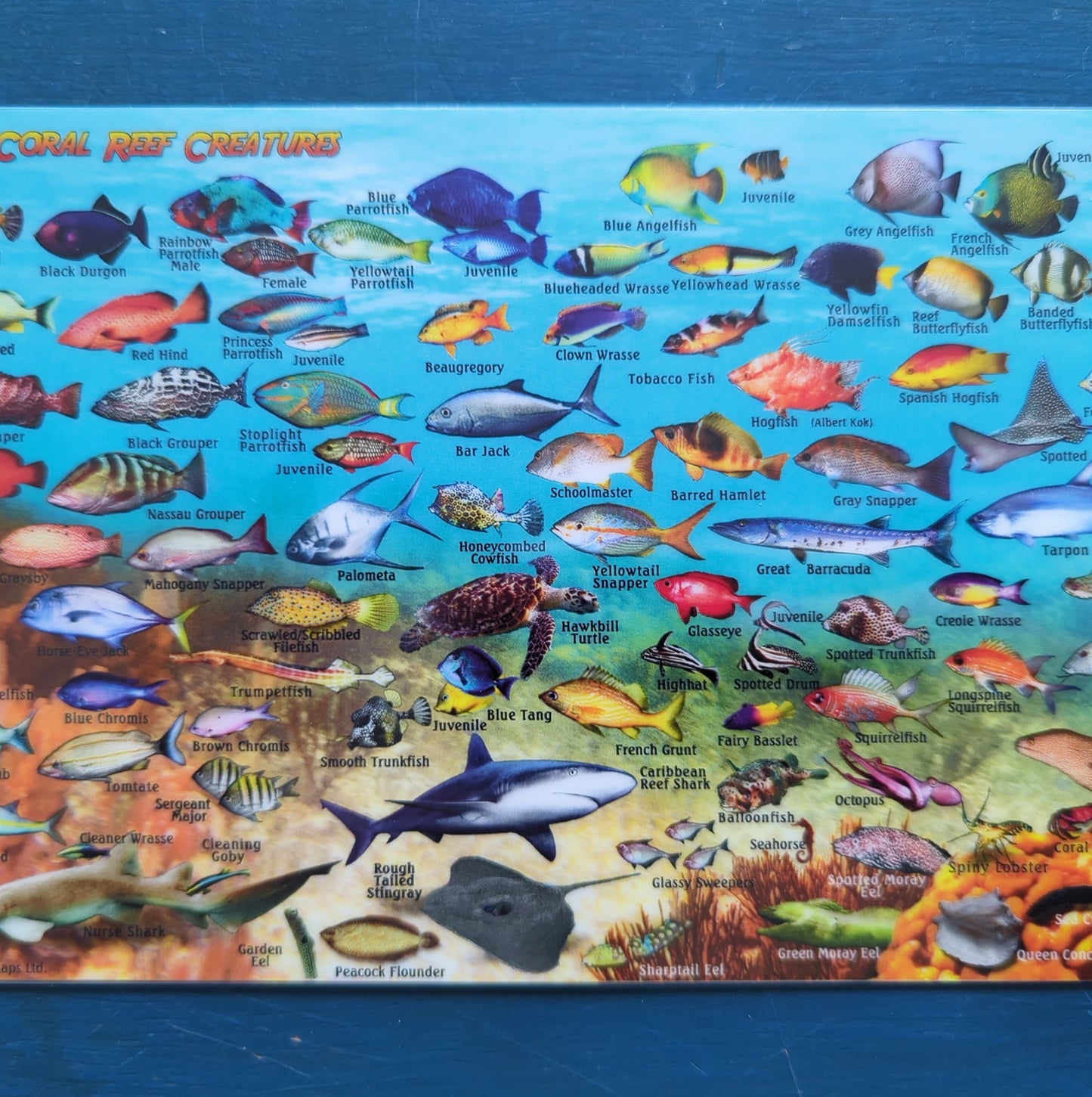 Sea Saba Map Fish ID Sheet